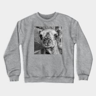 'Baby Camel' - eye-to-eye Crewneck Sweatshirt